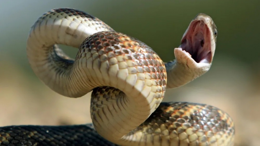 Những miếng võ hiểm hóc của rắn và phẩm chất đặc biệt của loài này